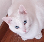 cherry1.jpg